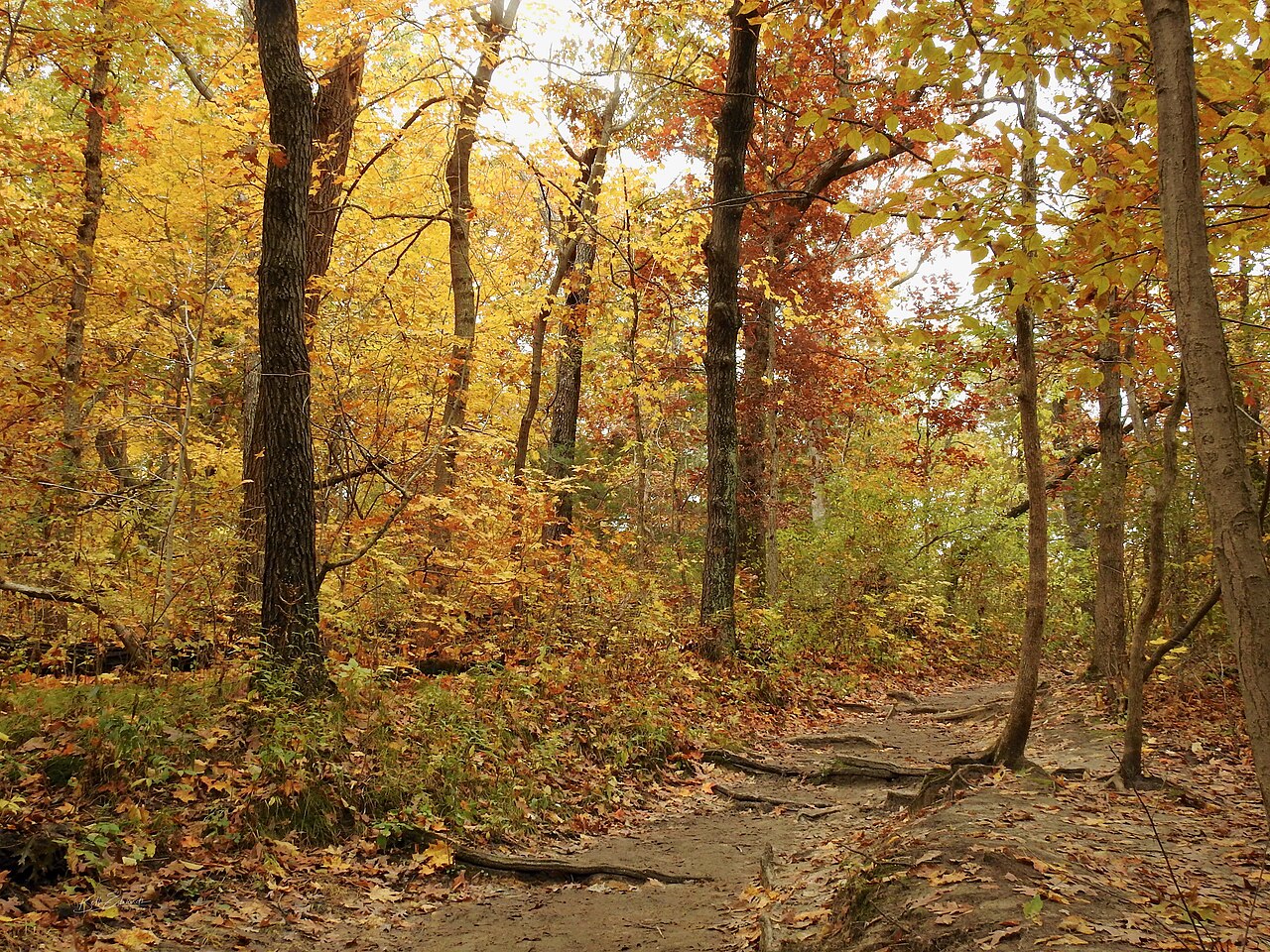 Fall Colors at Starved Rock State Park, illustrative activity photo