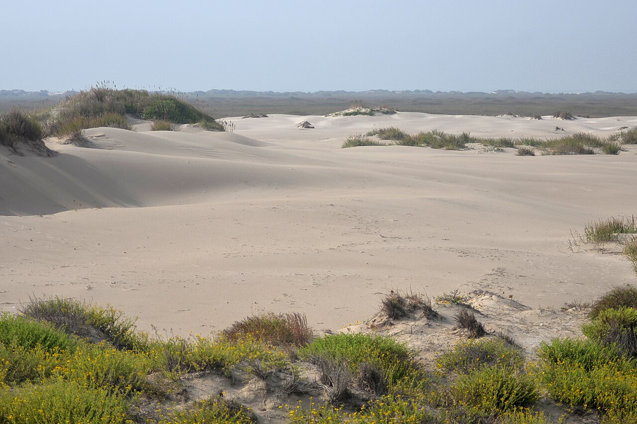 Padre Island National Seashore, interior island dunes, Kleberg Co. TX; 2 Nov 2022, illustrative photo