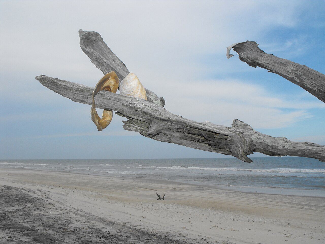 One of the "shell trees" on Wild Beach at Chincoteague National Wildlife Refuge - Assateague Island National Seashore. Visitors like to decorate the remnants of trees, once in the marsh but now (5279853969), illustrative activity photo
