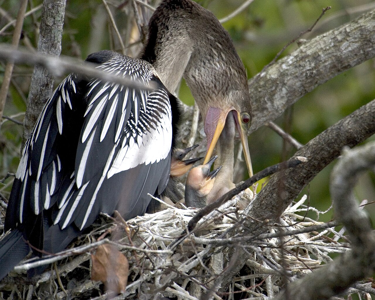 Anhinga feeding her young along the Anhinga Trail, Everglades National Park (9099299989), illustrative activity photo