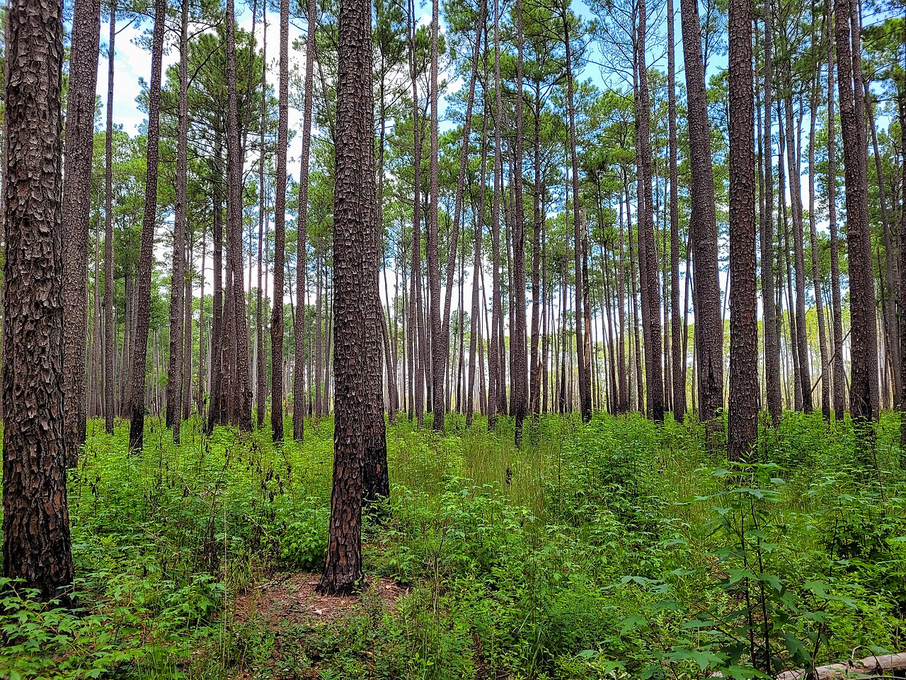Congaree National Park - 52110705776, illustrative photo