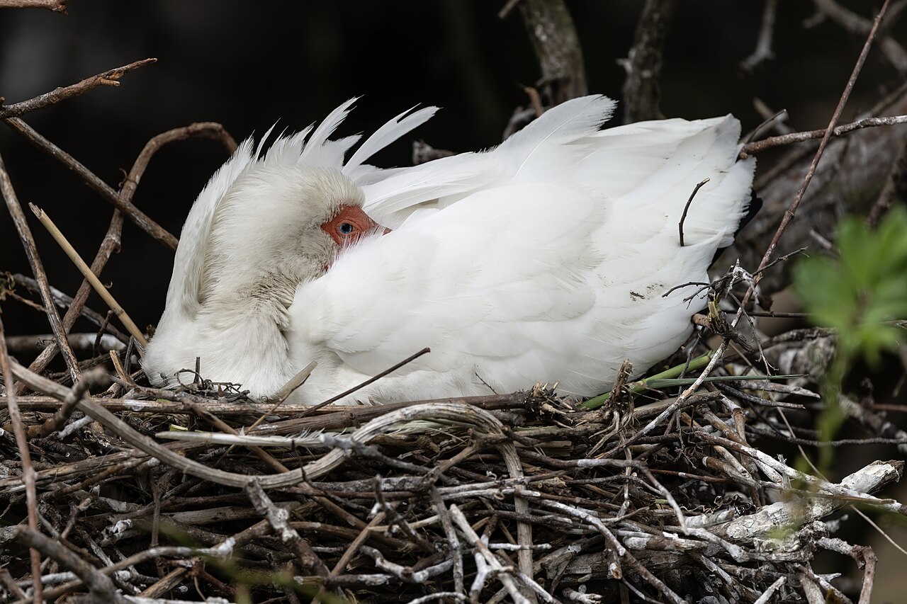 White Ibis On Nest, illustrative activity photo