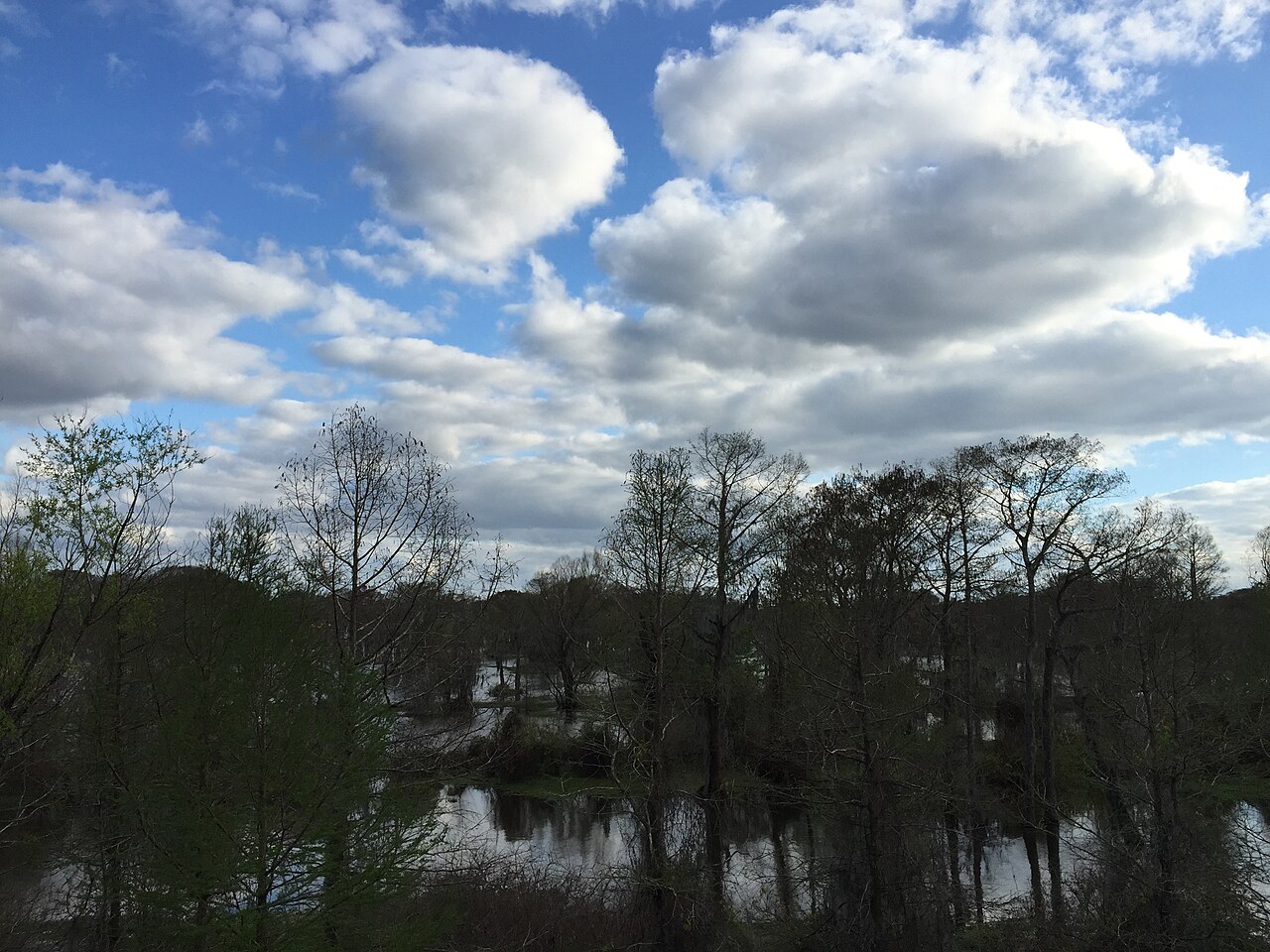 2016-03-22 17 48 20 View south into the Atchafalaya Swamp from Interstate 10 near milepost 118 as it crosses the Atchafalaya Basin Bridge in St. Martin Parish, Louisiana, illustrative activity photo
