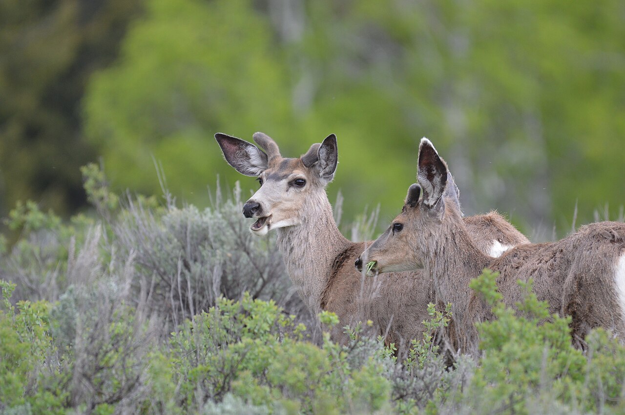 Mule deer at Grand Teton National Park (27270731145), illustrative activity photo