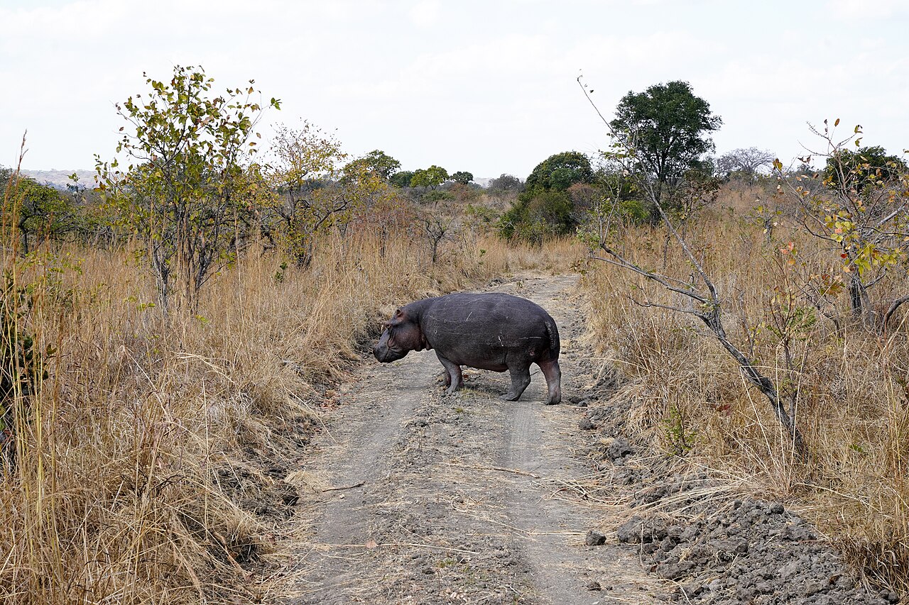 Hippo Savannah Kafue Zambia Jul23 A7C 05635, illustrative activity photo