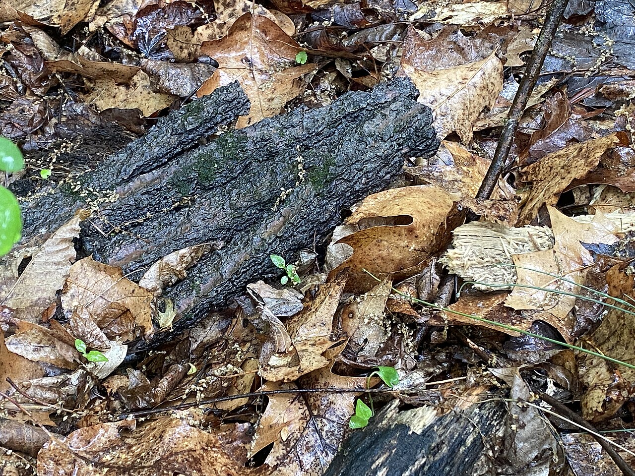 Catoctin Mountain Park - 52902678678, illustrative activity photo