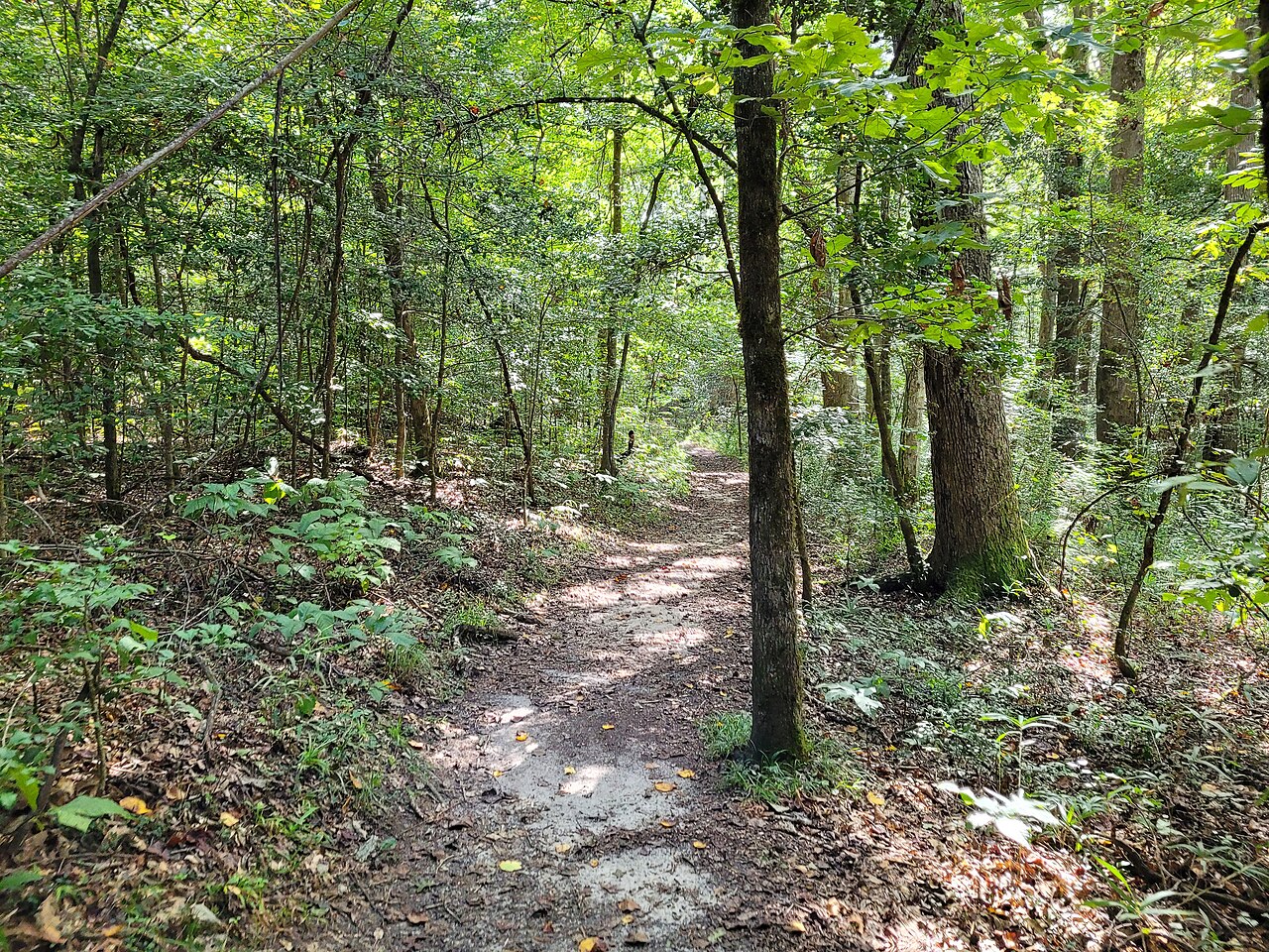 Congaree National Park - 52109679337, illustrative photo