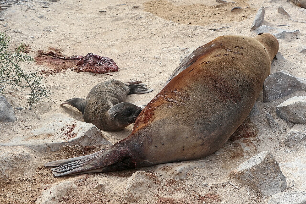 Galápagos sea lions, Santa Fe Island 03, illustrative activity photo