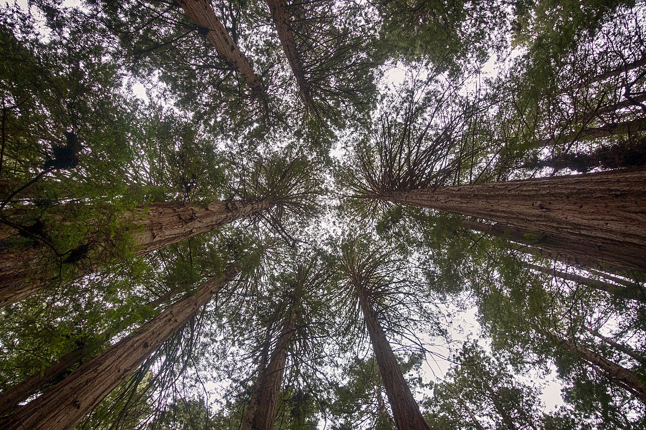 Looking up at Redwoods at Muir Woods National Monument (18216711785), illustrative activity photo