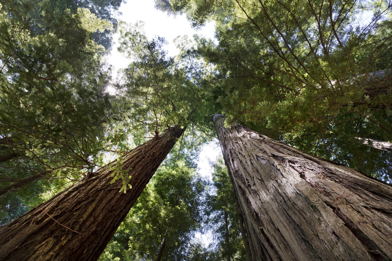 The Redwood National and State Parks (RNSP) along the coast of northern California LCCN2013632243, illustrative photo