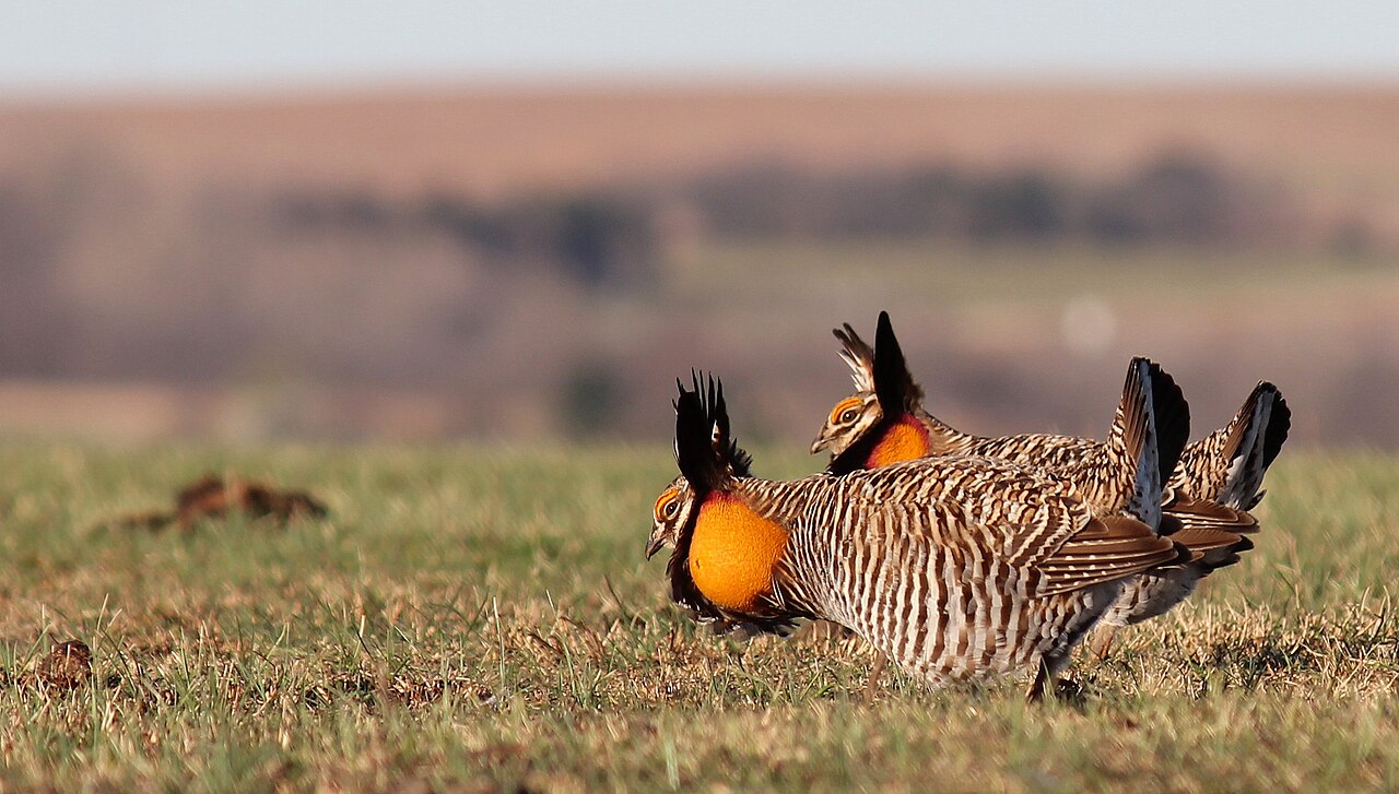 Greater Prairie-Chickens in the Flint Hills (7469130742), illustrative activity photo
