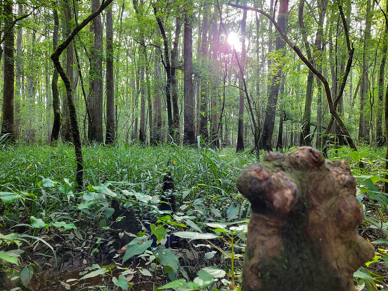 Congaree National Park - 52109681287, illustrative photo