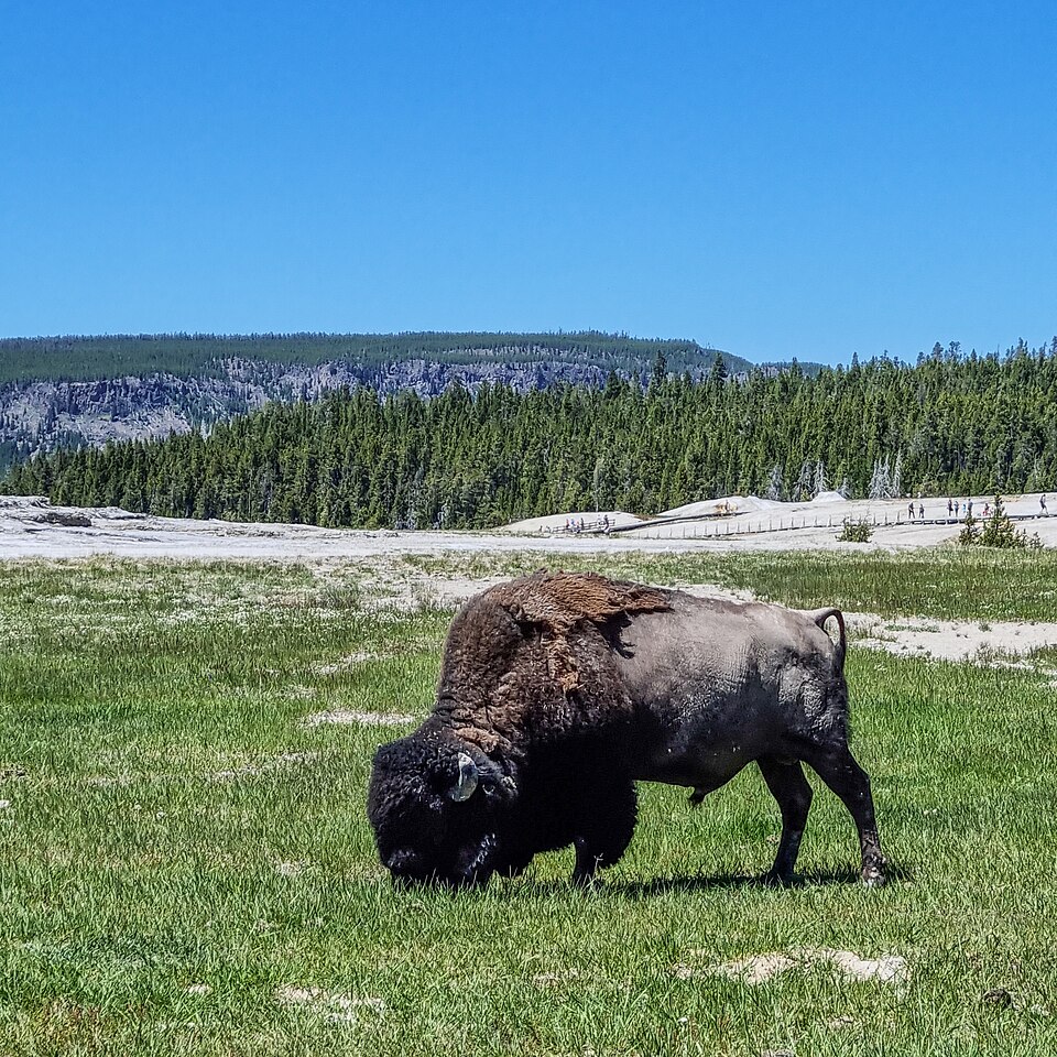 Yellowstone National Park (WY, USA), Upper Geyser Basin, Bison -- 2022 -- 135402, illustrative activity photo