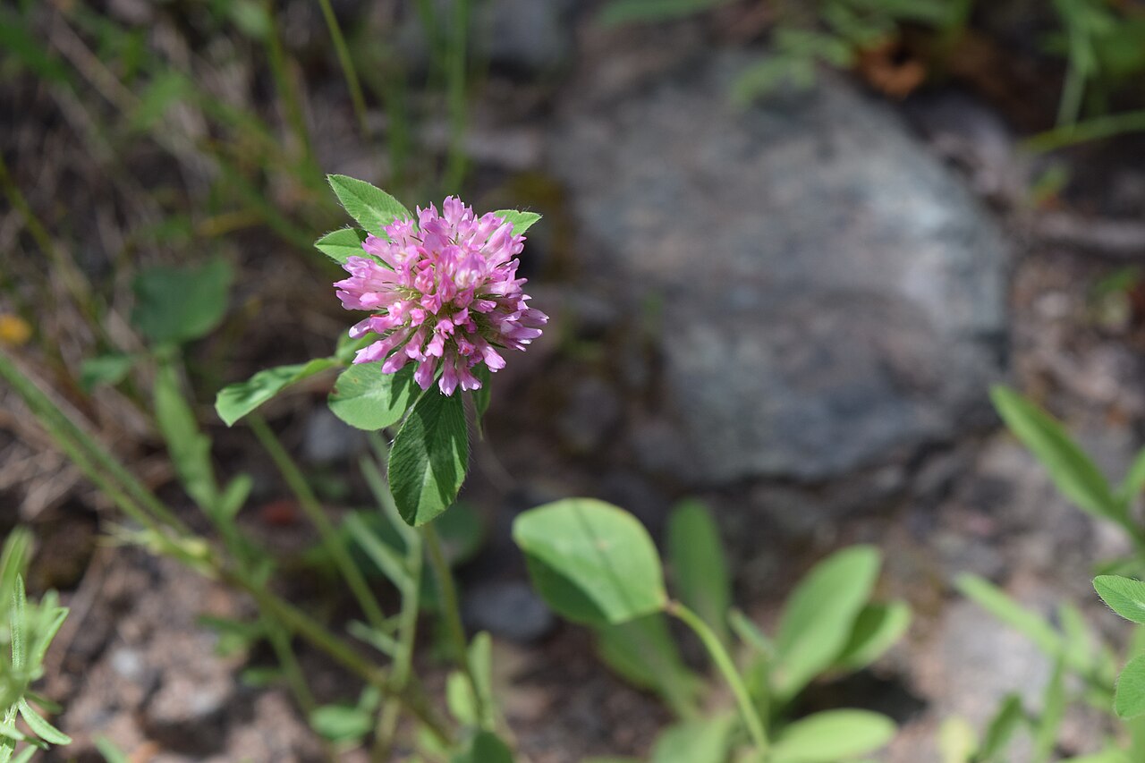 Clover (Upper Peninsula of Michigan), illustrative activity photo
