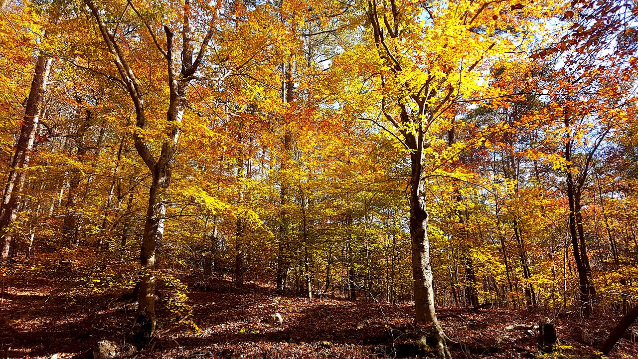 Ouachita National Forest Flora, illustrative activity photo