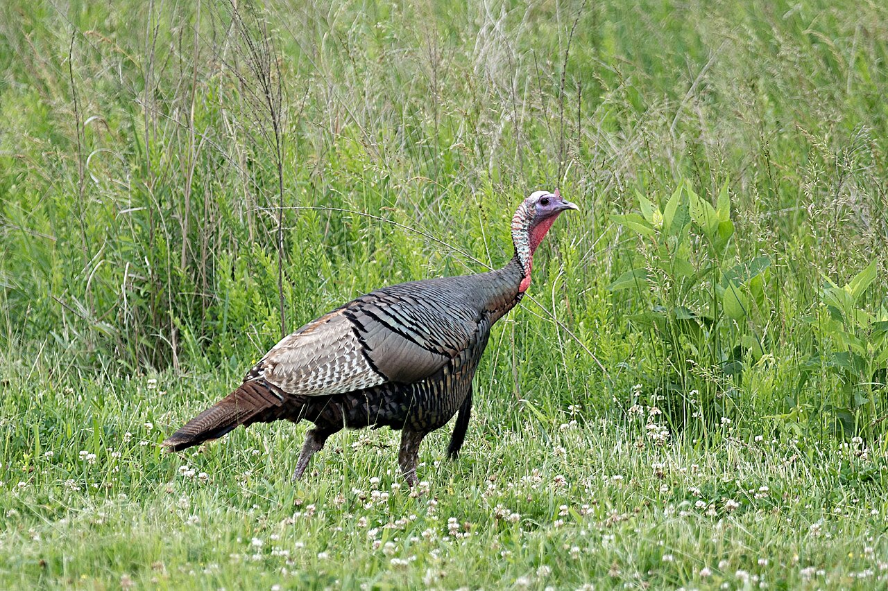 Wild turkey land between lakes (17986087741), illustrative activity photo