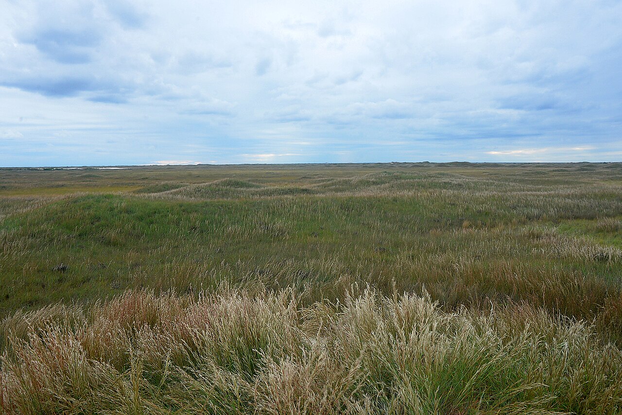 Padre Island National Seashore, grassland, Kleberg Co, TX; 31 Oct 2022, illustrative photo