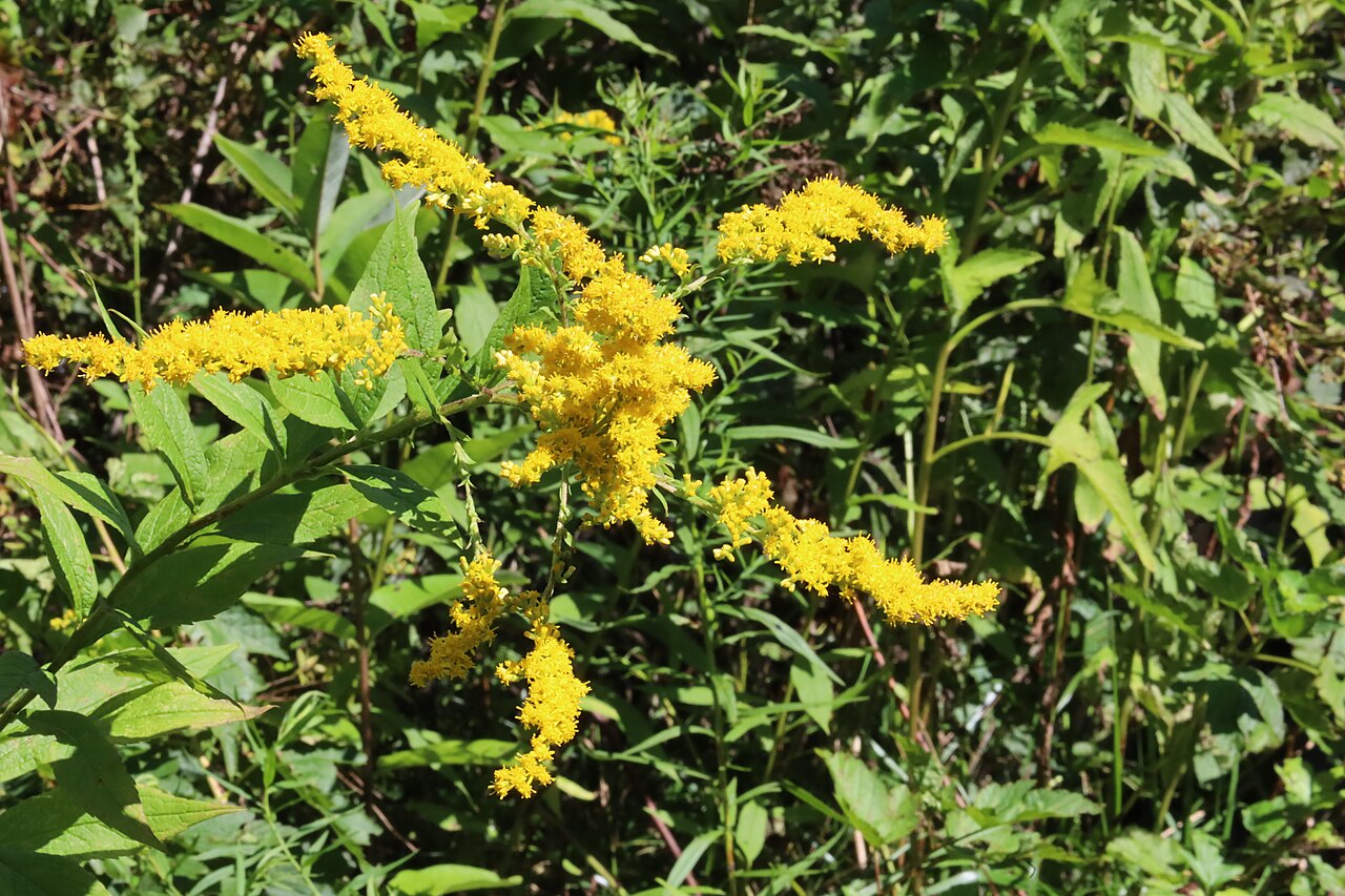 Flowers of Canaan Valley 2021h, illustrative activity photo