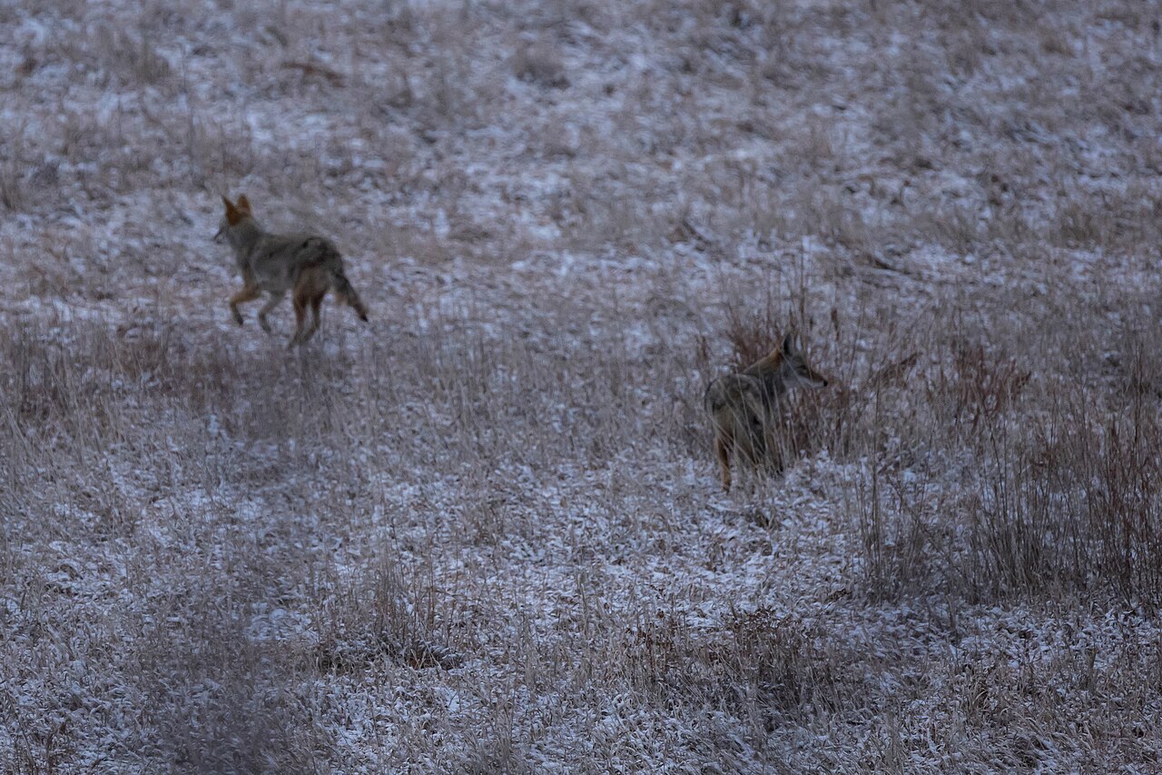 2025-01-01 Garden of the Gods - Coyotes, Deer - 157, illustrative activity photo