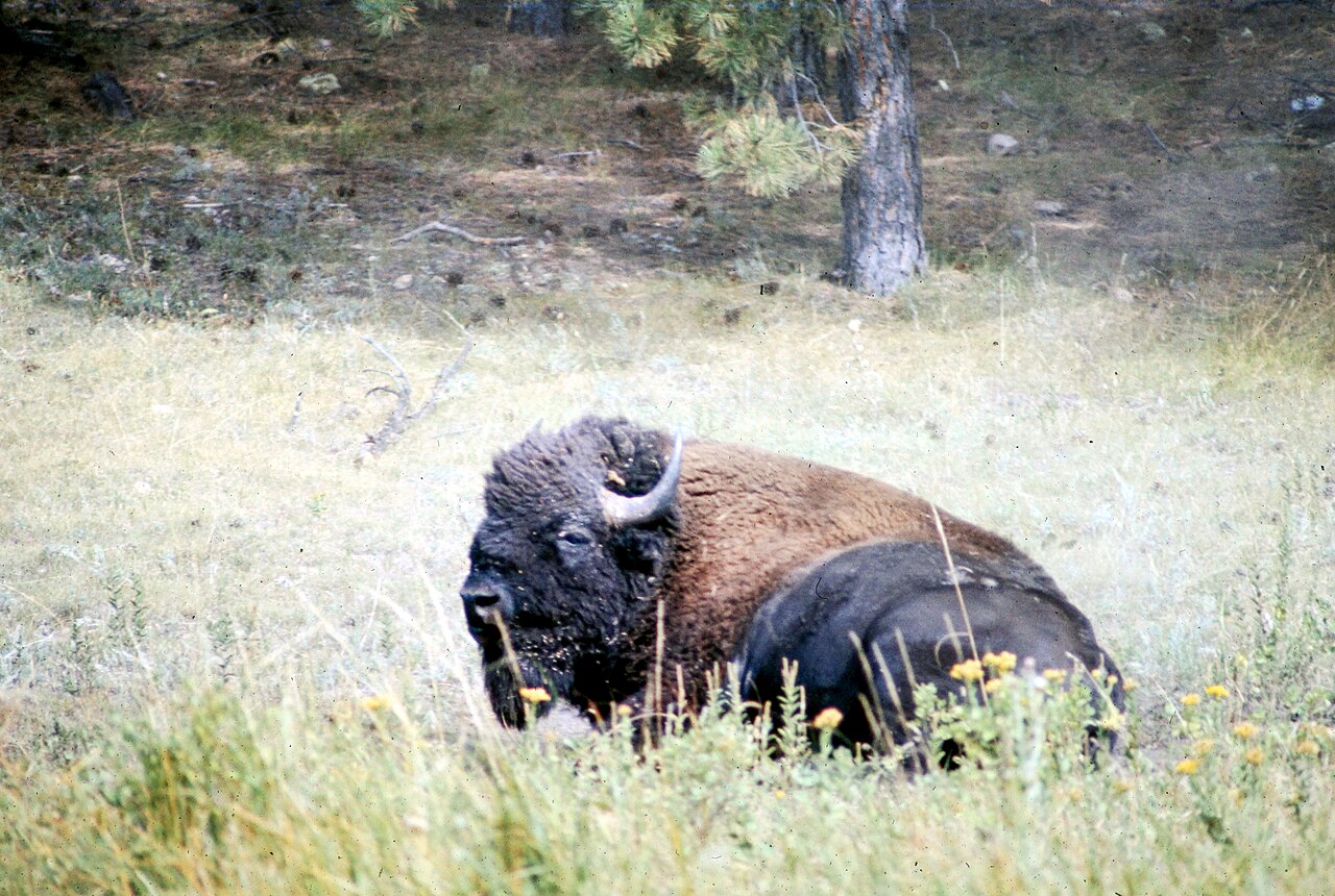 Buffalo bull 1011, illustrative activity photo