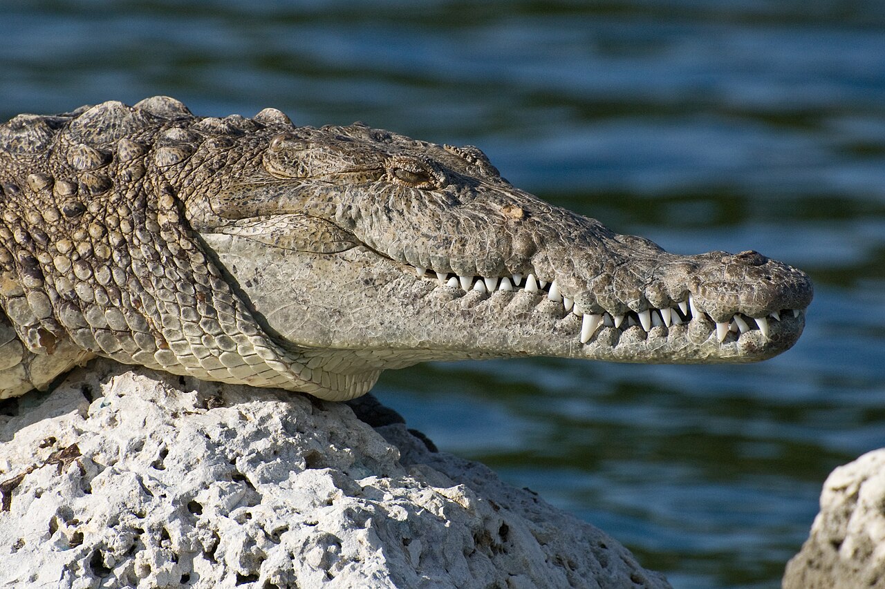 Biscayne American Crocodile NPS1, illustrative activity photo