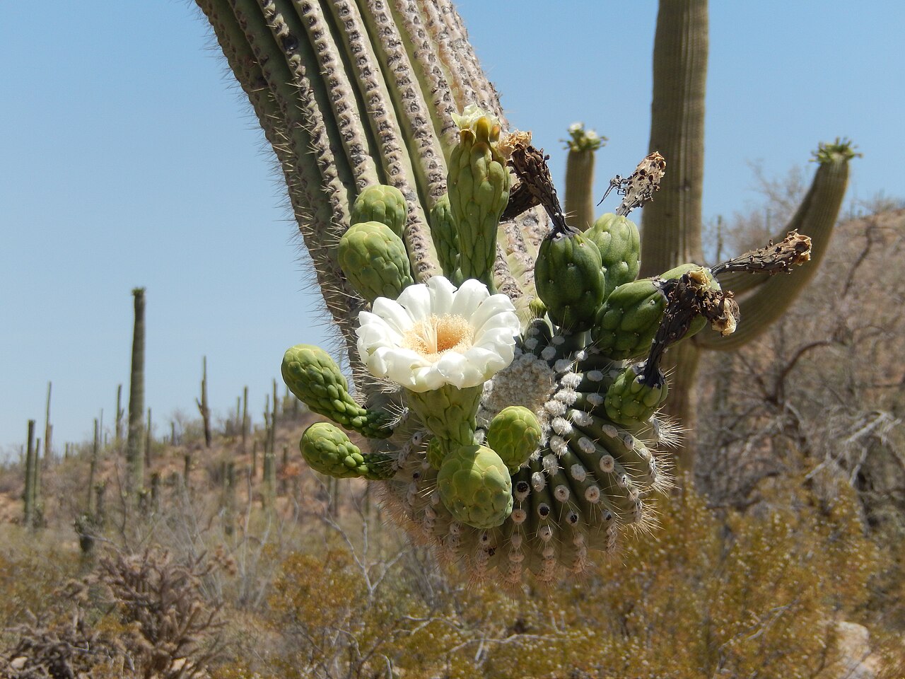 Saguaro National Monument West, illustrative activity photo