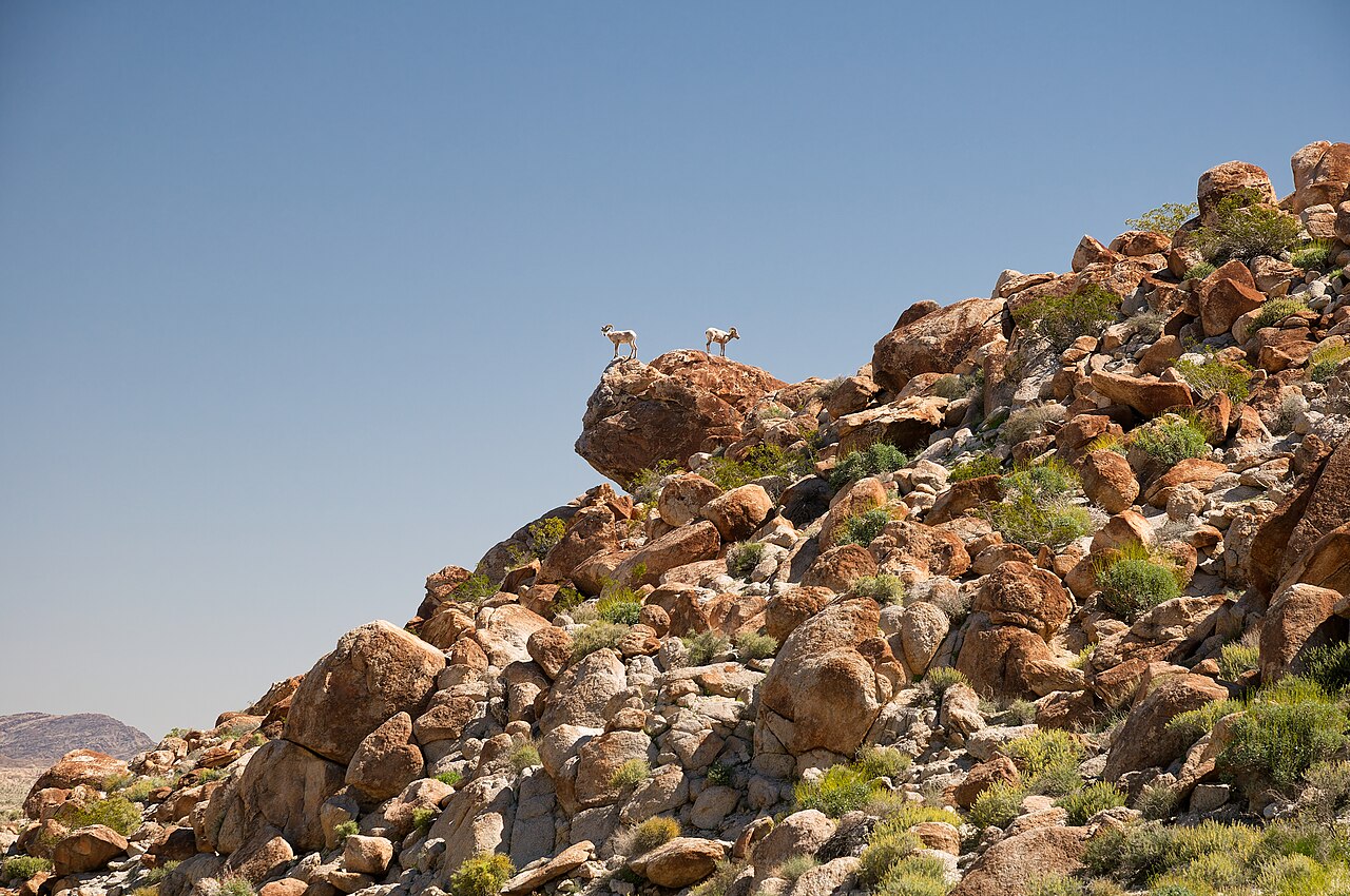 2017-03-11 USA, CA, Anza-Borrego DSC 1448 DxO, illustrative activity photo