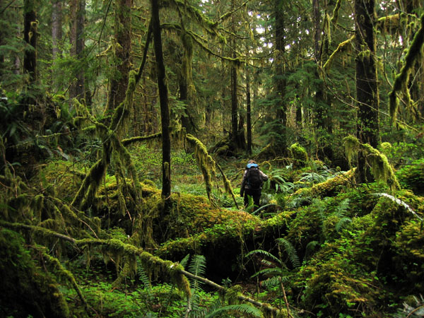 Olympic Rainforest Hiker, illustrative activity photo