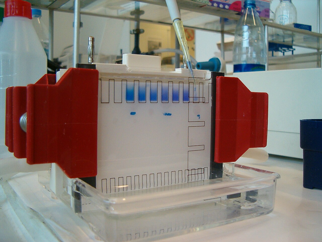 Electrophoresis - Filling 1D gel wells with proteins mixture, illustrative activity photo