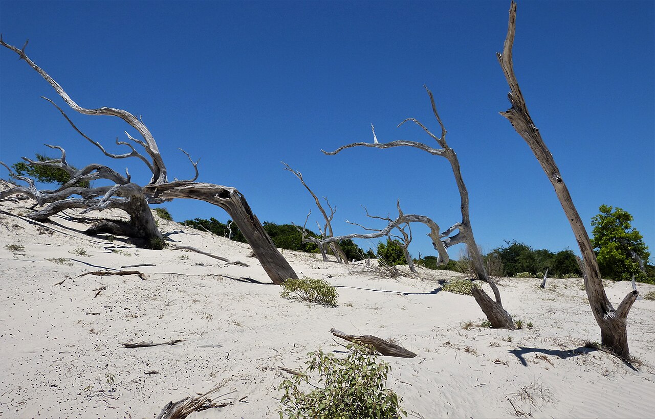 Cumberland Island (24520036268), illustrative activity photo
