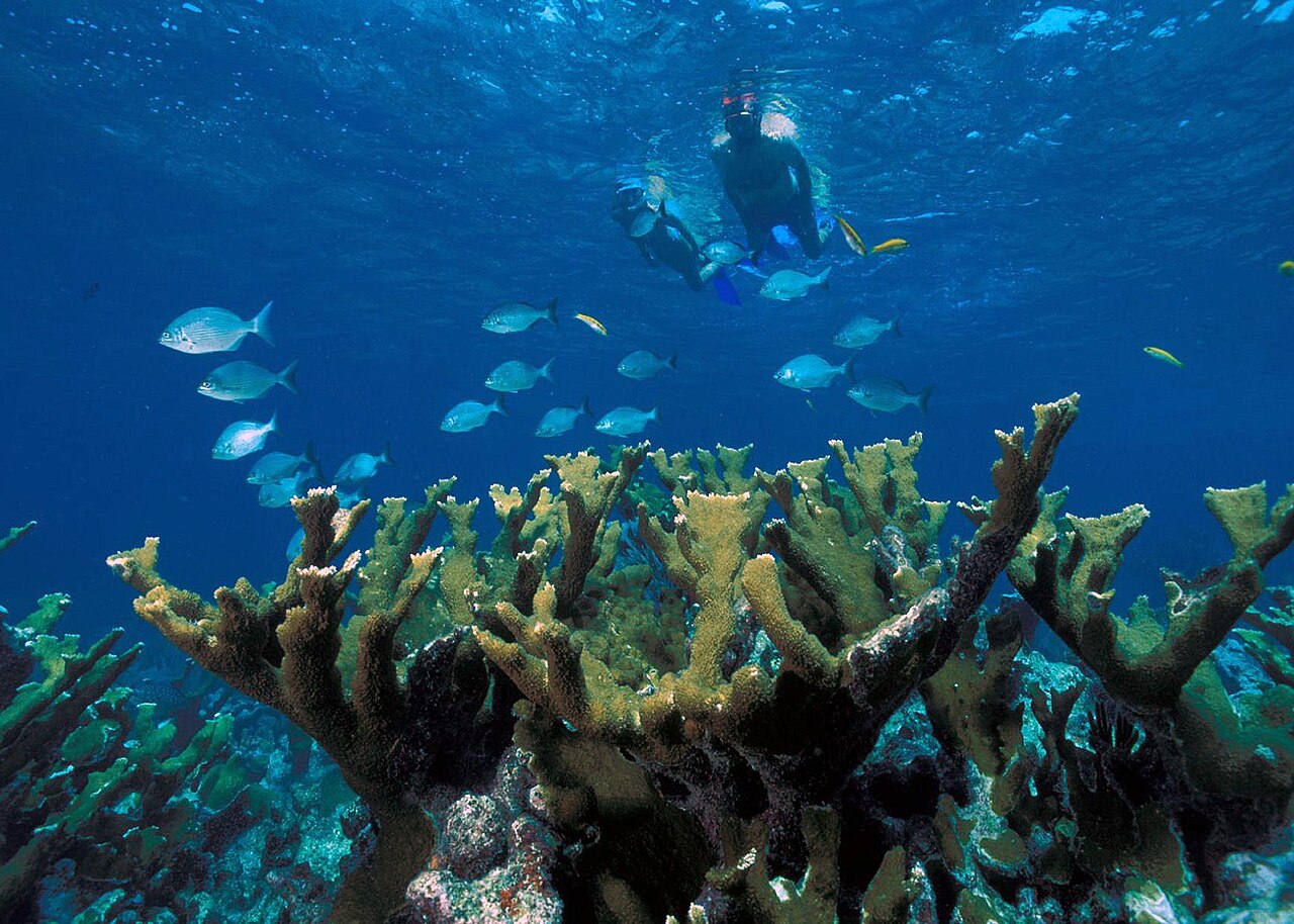 Elkhorn Coral Biscayne NP1, illustrative activity photo