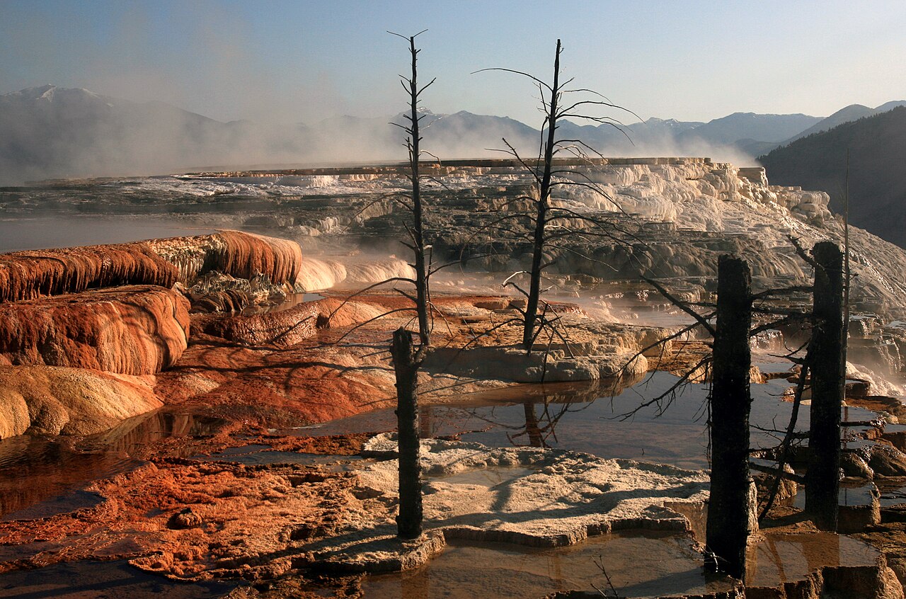 Dead trees at Mammoth Hot Springs, illustrative activity photo