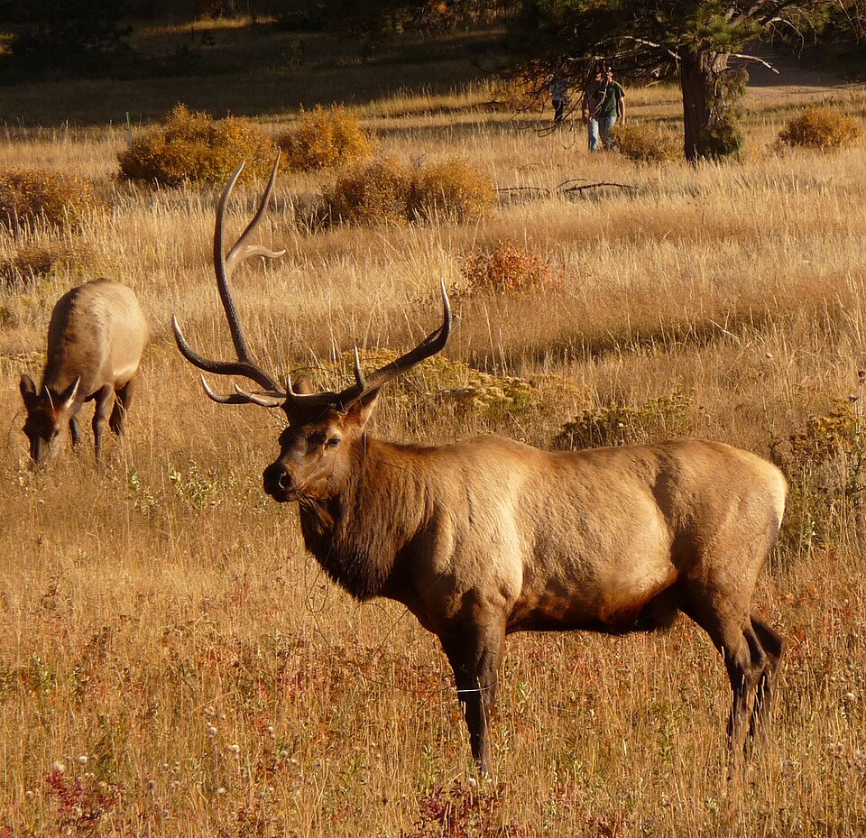Rocky Mountain National Park in September 2011 - Elk in Moraine Park, illustrative activity photo