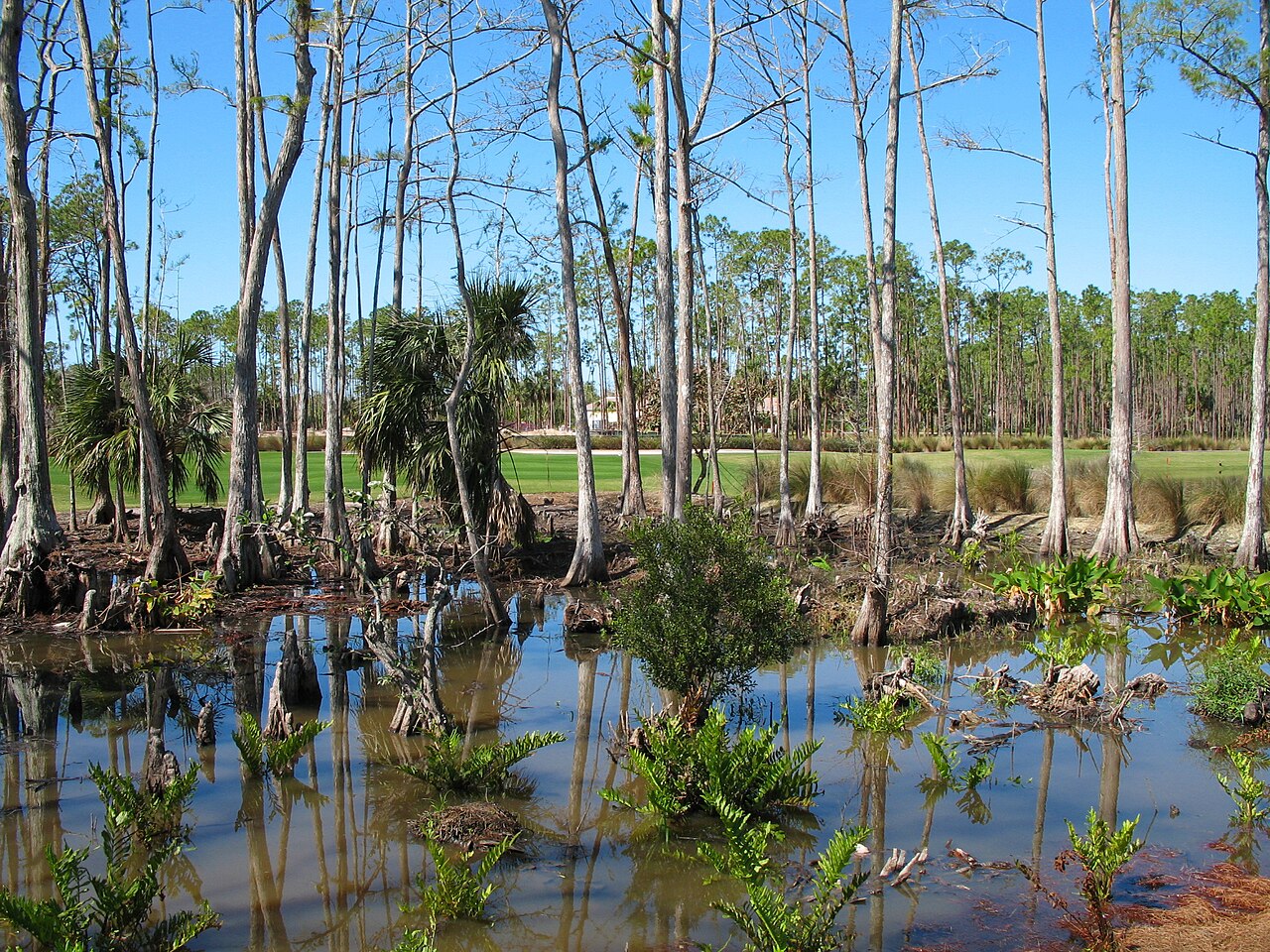 Naples Swamps 01, illustrative activity photo