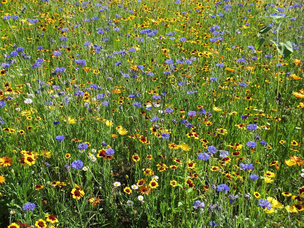 Wildflowers in Bend, Oregon (7967056030), illustrative photo
