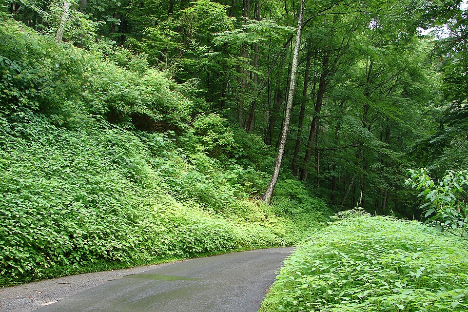 Hiking trails in Great Smoky Mountains National Park (2654856372), illustrative activity photo