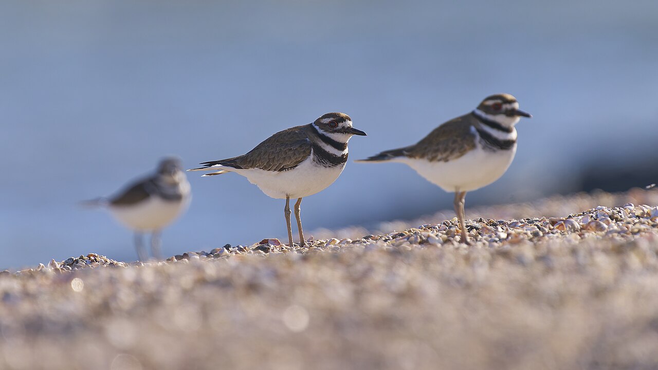 20250321 killdeer hammonasset beach sp PD202808, illustrative photo