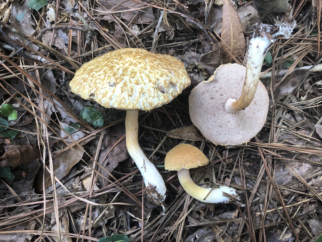 2021-09-11 Veloporphyrellus conicus (Ravenel) B. Ortiz, Yan C. Li, Zhu L. Yang 1379976, illustrative photo