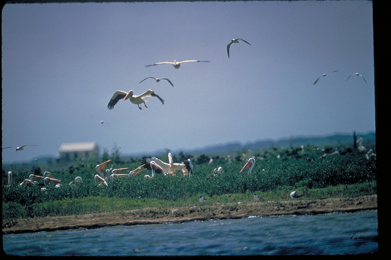 Views at Padre Island National Seashore, Texas (371003f5-df3a-4d49-bac3-63f5721b62f5), illustrative photo