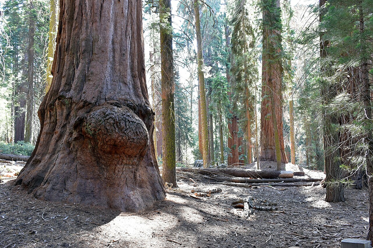 Burl on a sequoia - Sequoia National Park, illustrative activity photo