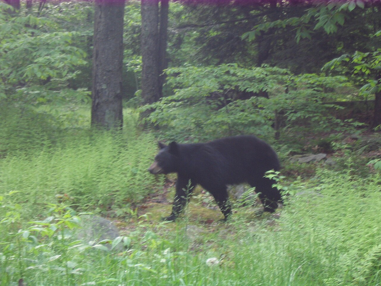 Ricketts Glen State Park Bear, illustrative activity photo