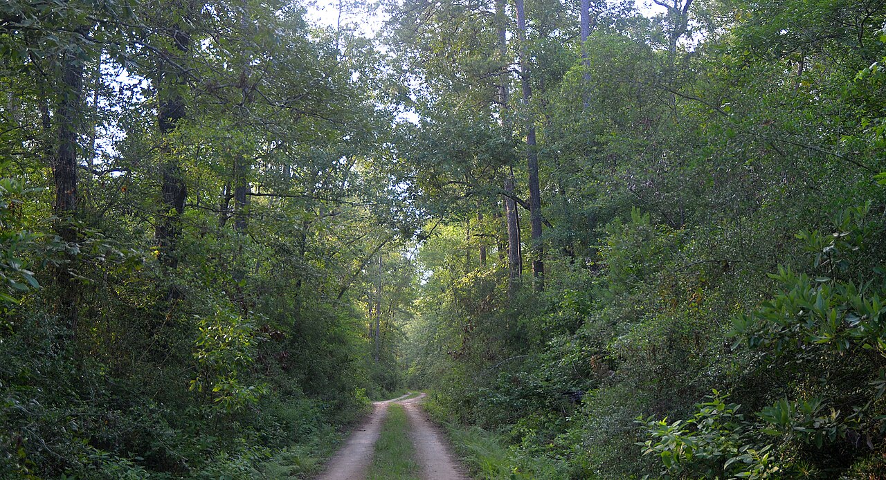 Big Thicket National Preserve, Lance Rosier Unit, Hardin County, Texas, USA (May 2020), illustrative photo
