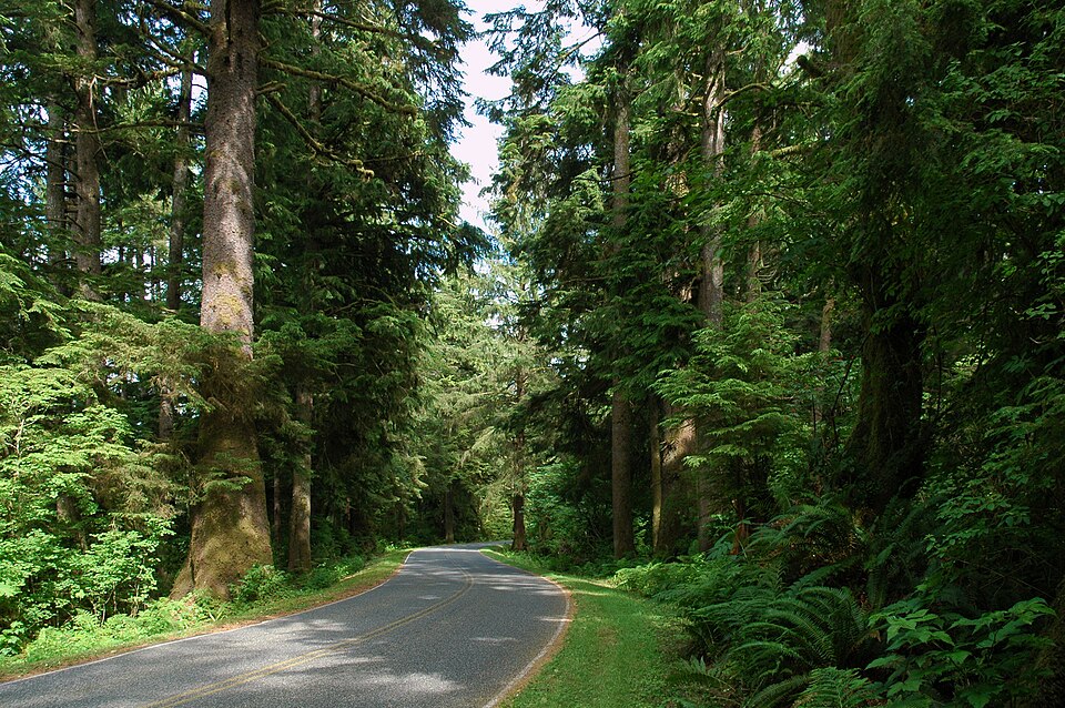Mora Road through rainforest, Olympic National Park, 2011 — illustrative photo, not partner inventory