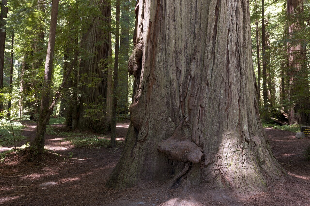 The Redwood National and State Parks (RNSP) along the coast of northern California LCCN2013632244, illustrative photo