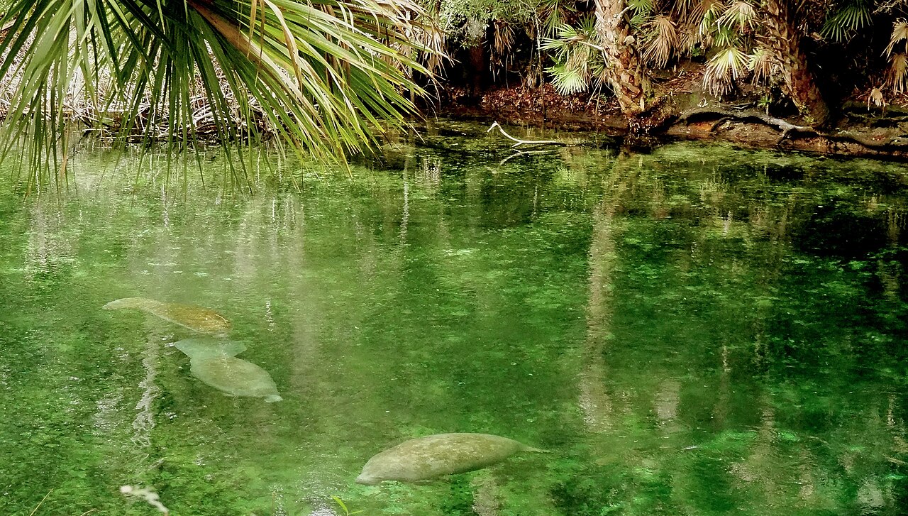 Manatees at Blue Spring State Park, FL — illustrative photo, not partner inventory