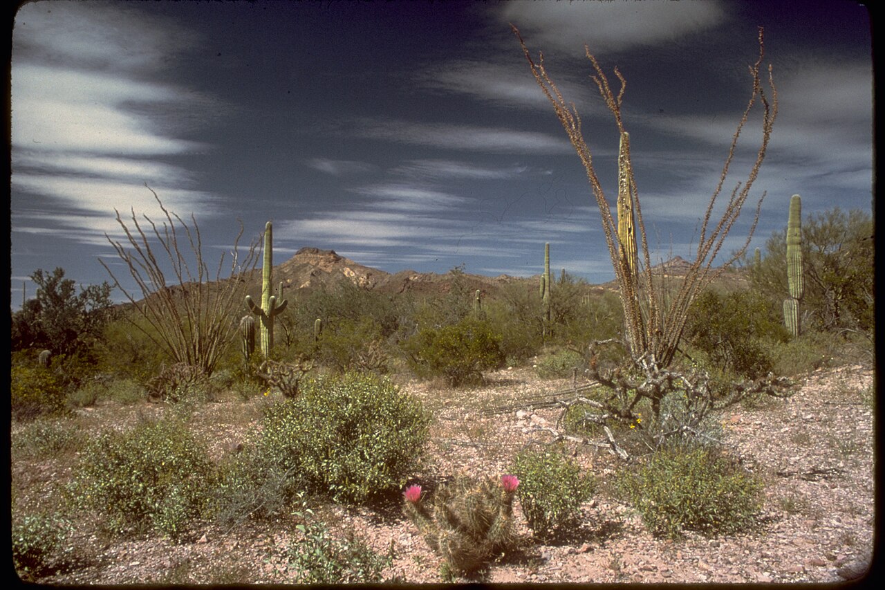 Organ Pipe Cactus National Monument ORPI4659, illustrative photo