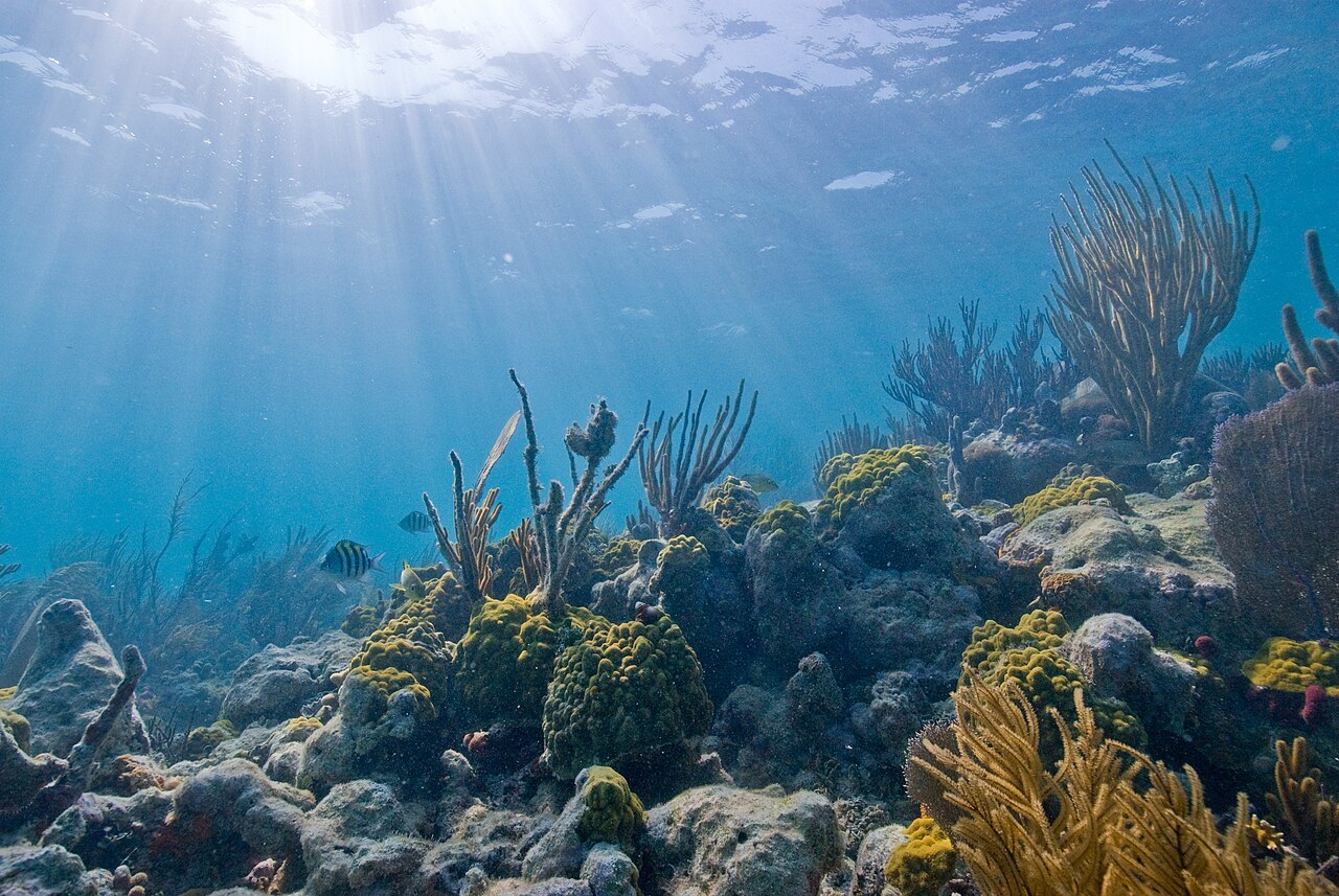 Biscayne underwater NPS1, illustrative activity photo