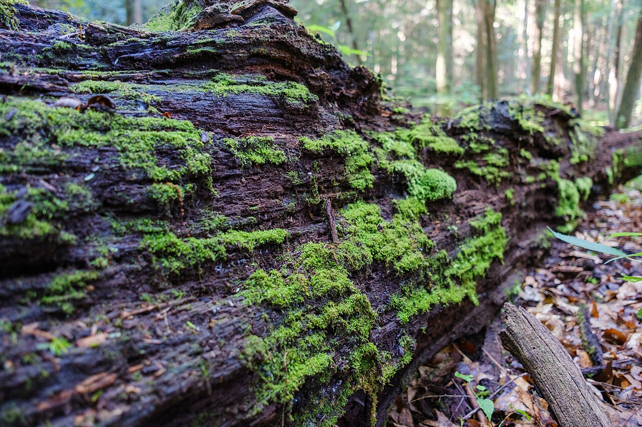 Hocking Hills State Park, July 2024 - 017, illustrative activity photo
