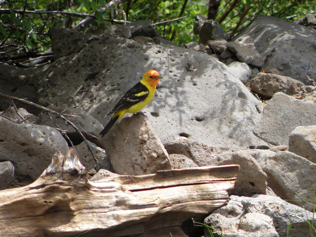 Western Tanager in Gila Wilderness (8726014753), illustrative activity photo
