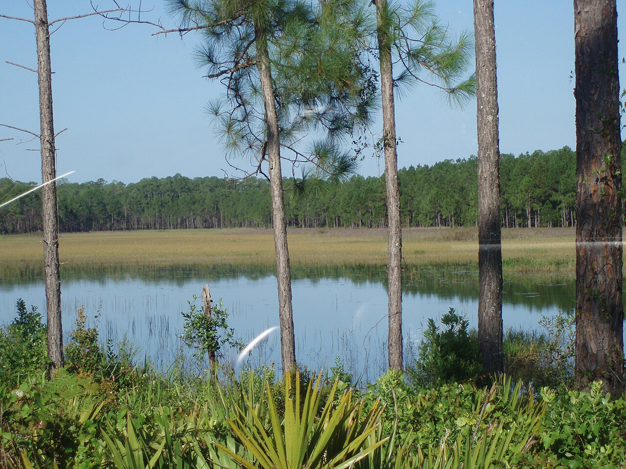 GRASSY PRAIRIE OCALA NATIONAL FOREST 579 ^ 569 - panoramio, illustrative activity photo